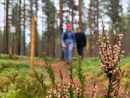 Haarus Hiking Trail Network