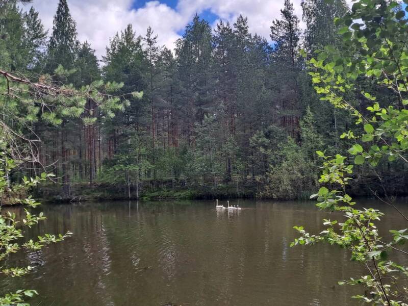Haaruksen maisemia ja joutsenet.
