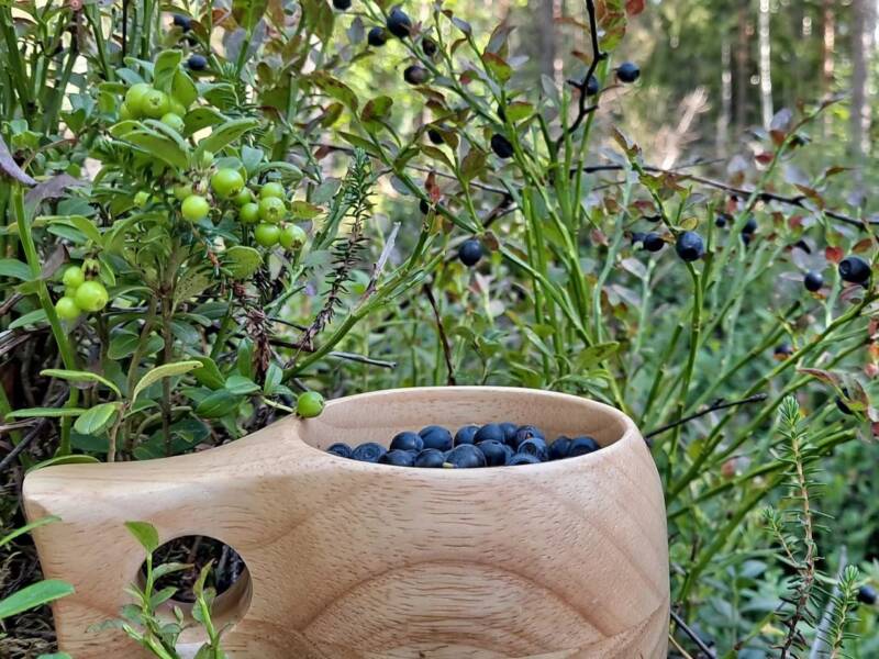 Mustikan poiminta kuuluu jokaisenoikeuteen.