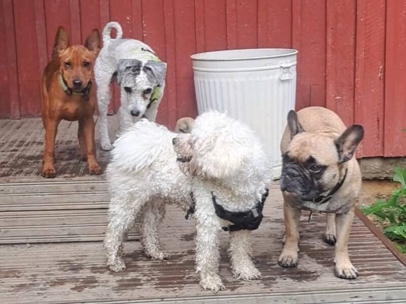 Koirat viettävät aikaa keskenään.