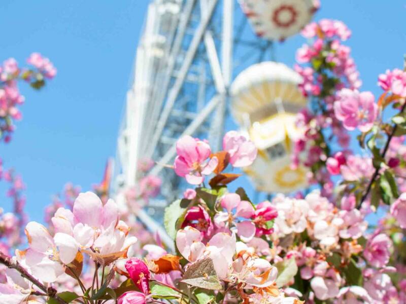 Kirsikankukkia ja maailmanpyörä.