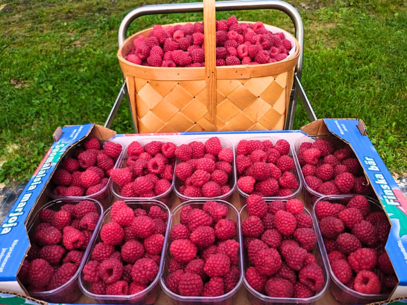 Juuri poimittuja vadelmia.