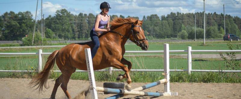 Ratsastusta esteiden yli.