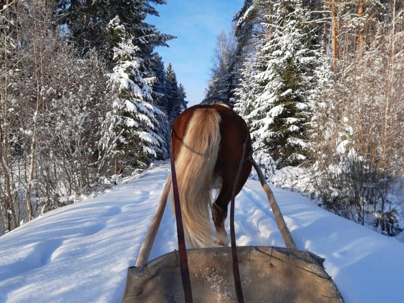 Wanhan tallin hevonen talvi maisemissa.