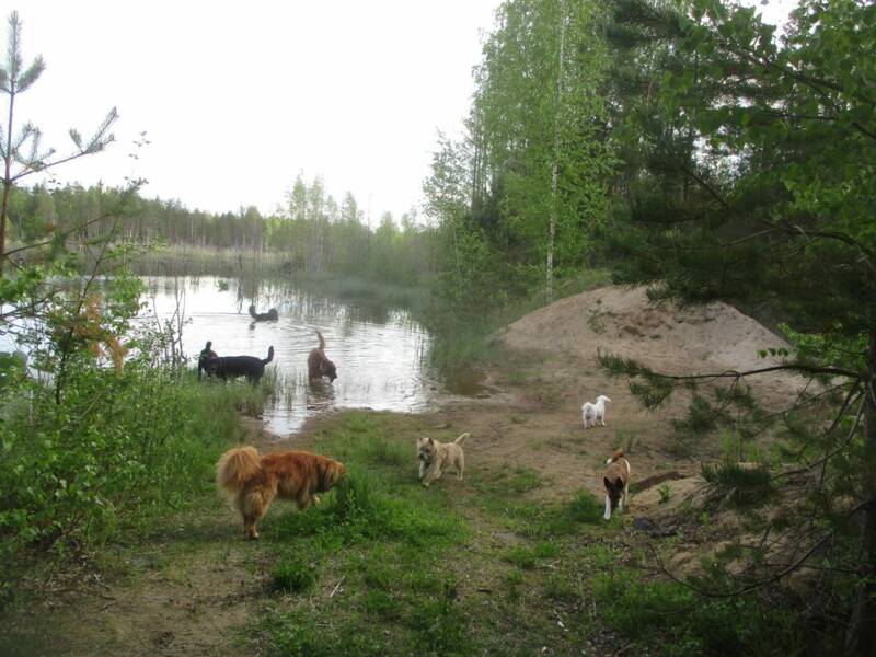 Koirat uimaretkellä.